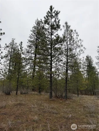 a big yard with lots of green space and trees