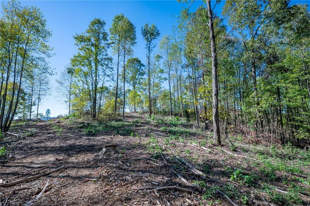 3887 Hwy 140 Ne Rydal Ga 30171 Northeast Rydal, GA 30171 - Photo 5 of 18 a view of a forest with palm trees