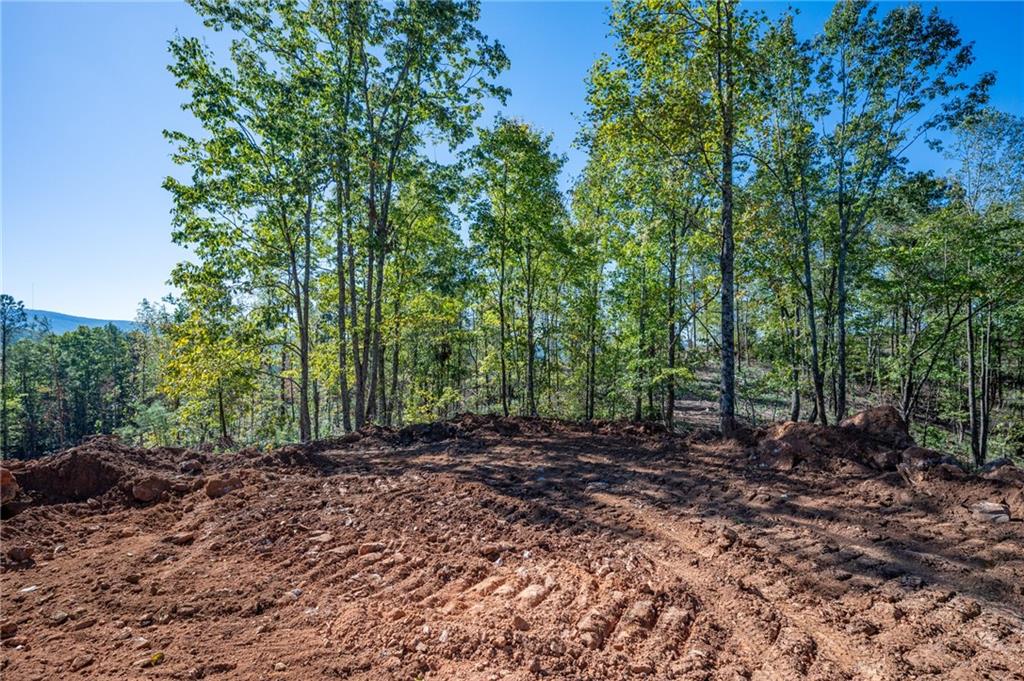 3887 Hwy 140 Ne Rydal Ga 30171 Northeast Rydal, GA 30171 - Photo 8 of 18 a view of a forest that has large trees