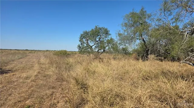 a view of a dry yard with trees in the background
