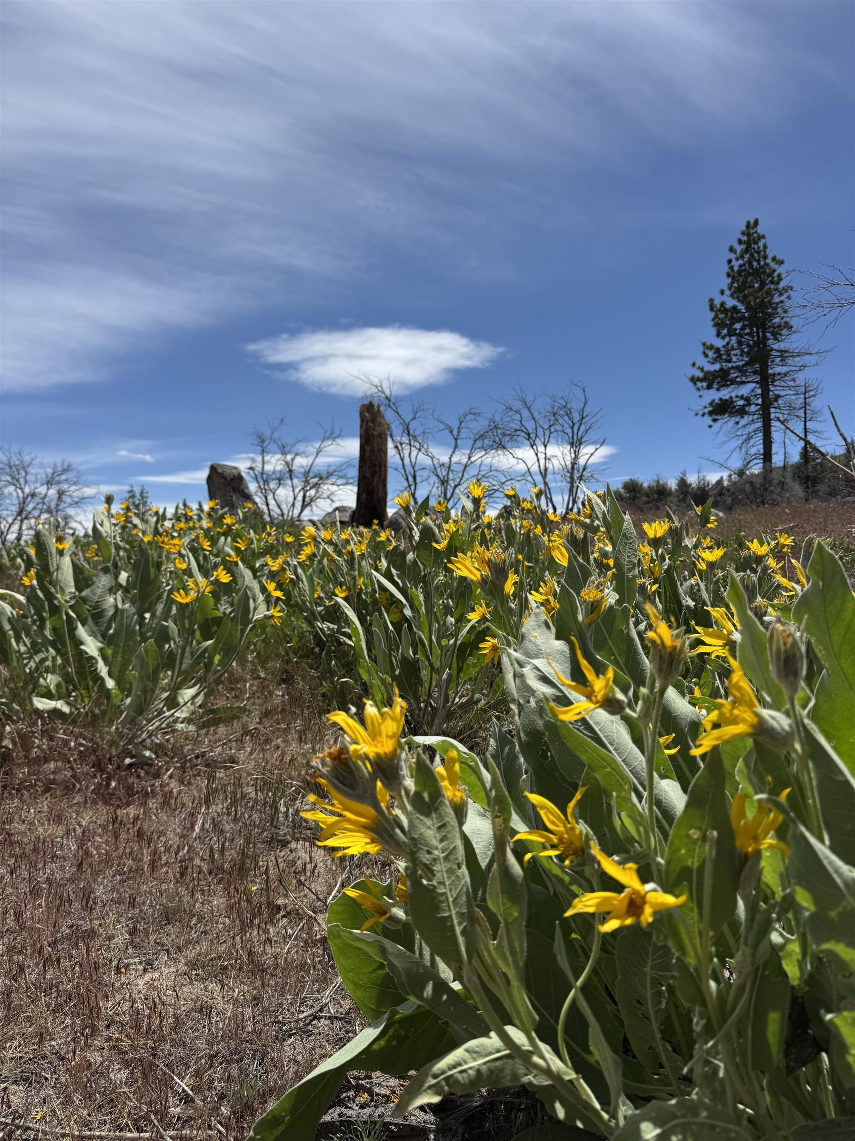 434-100 Diamond Mountain Road Doyle, CA 96109 - Photo 43 of 57