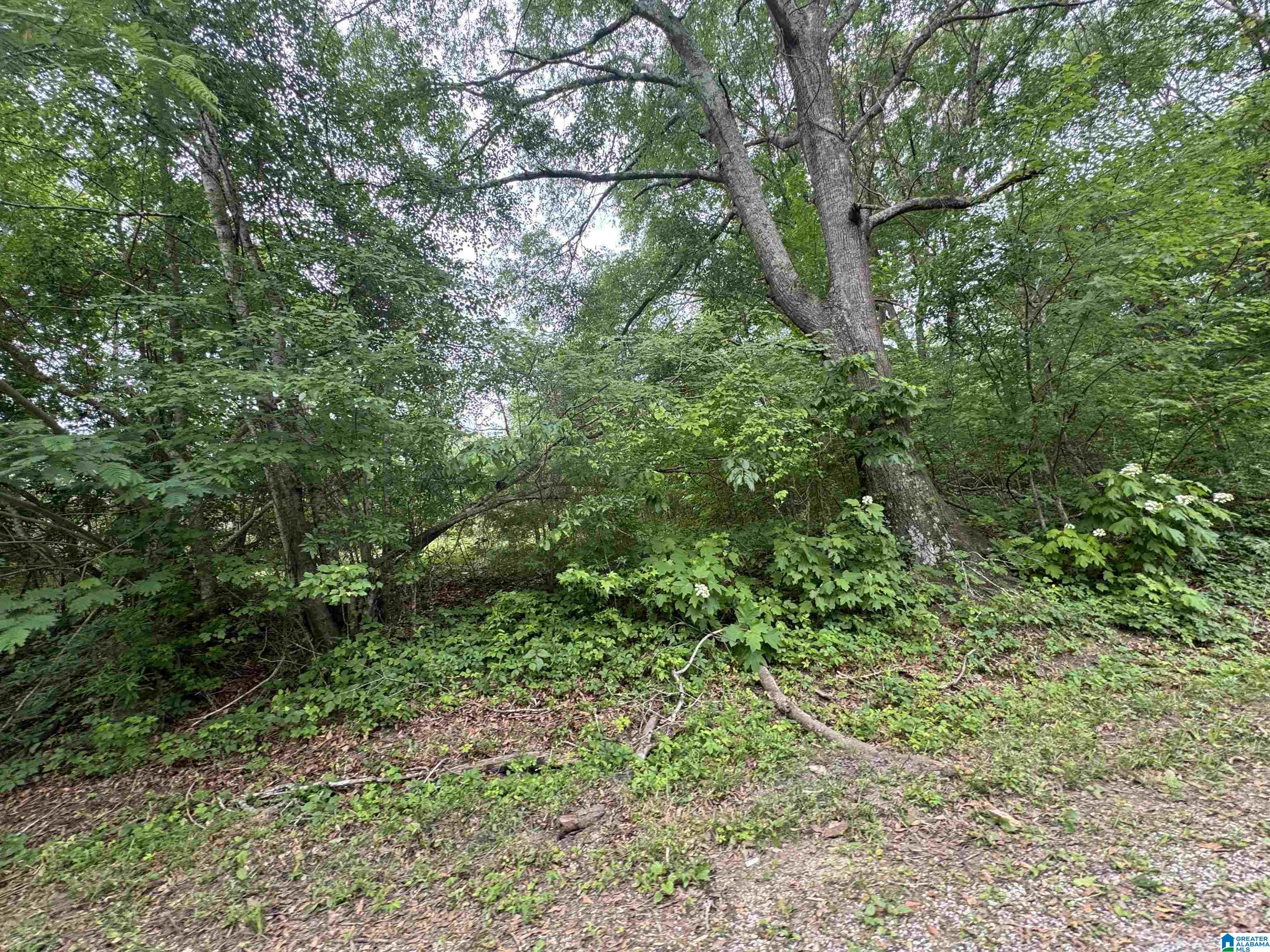 0 Rock Hill Road, Unit 1 Haleyville, AL 35565 - Photo 2 of 4