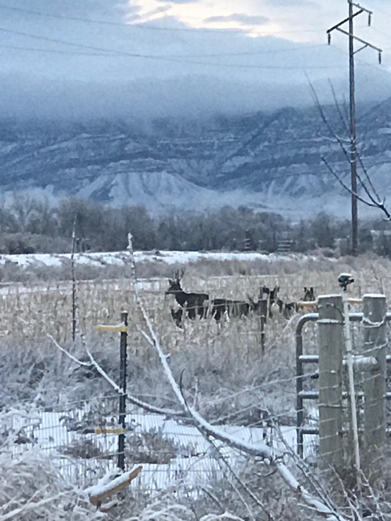 1268-17 17 1/2 Road Fruita, CO 81521 - Photo 25 of 40 a view of a dry yard