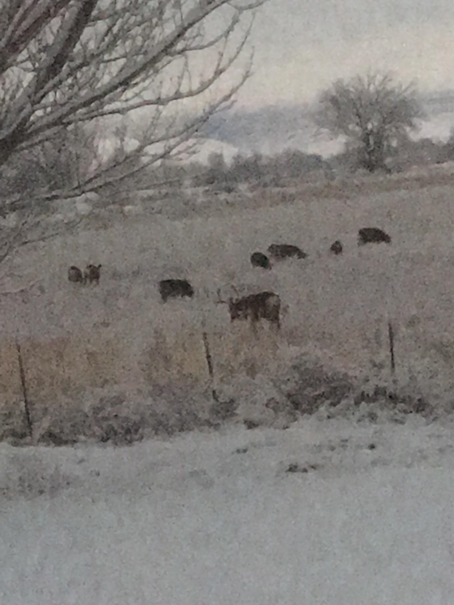 1268-17 17 1/2 Road Fruita, CO 81521 - Photo 29 of 40 a view of a dry yard with wooden fence