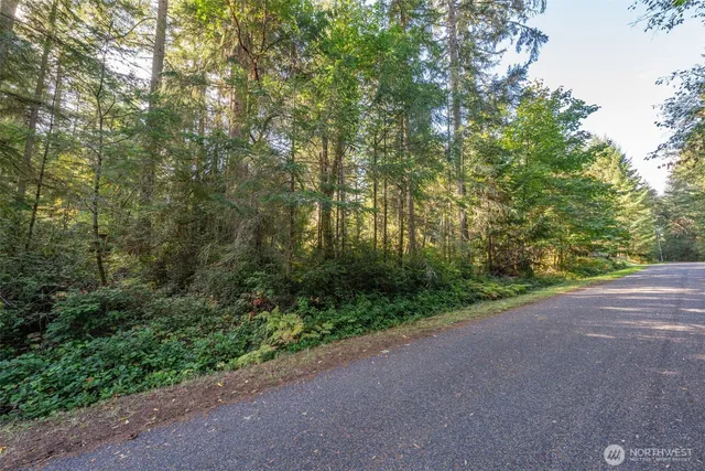 a view of a forest with trees