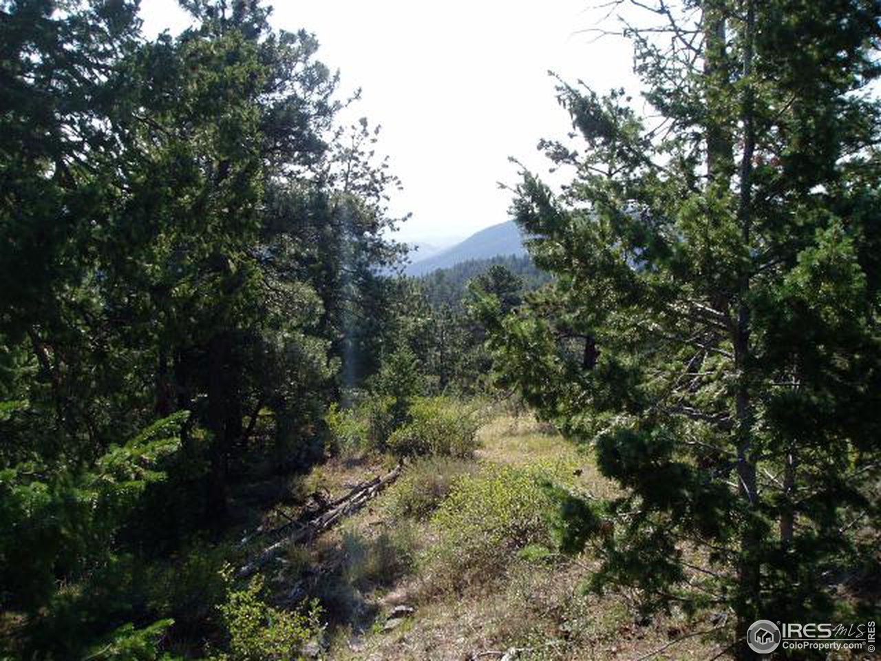 2 Wilderness Ridge Way Bellvue, CO 80512 - Photo 2 of 2 a view of a forest with trees