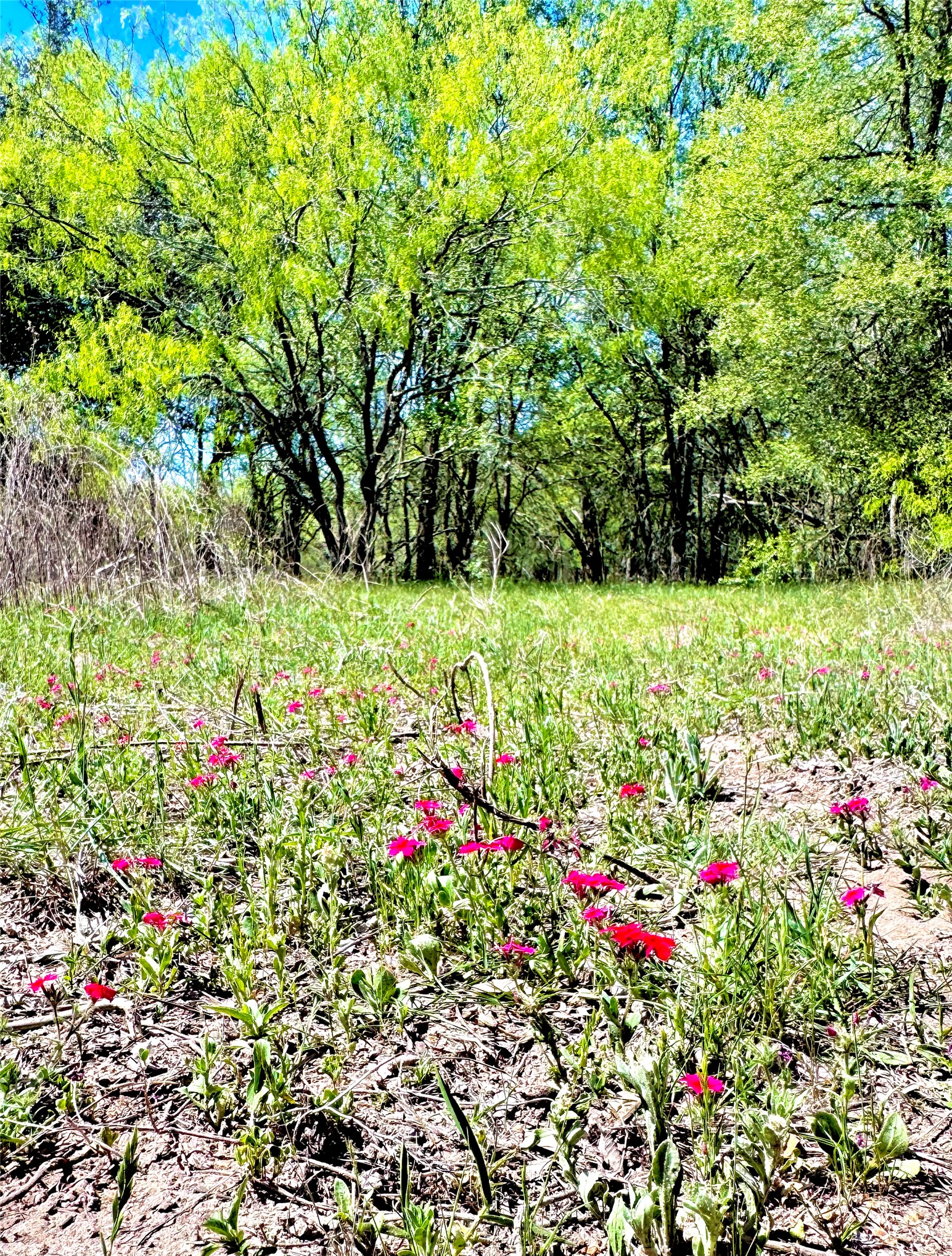 3775 Baker Road Kingsbury, TX 78638 - Photo 11 of 14 Natural landscape featuring mature trees, vibrant foliage, and scattered red-pink wildflowers