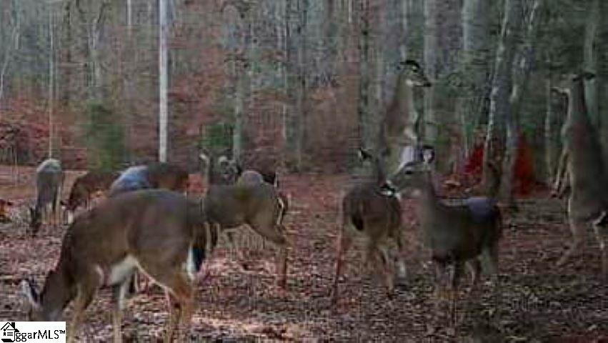 302 B Pistol Club Road Easley, SC 29640 - Photo 8 of 12