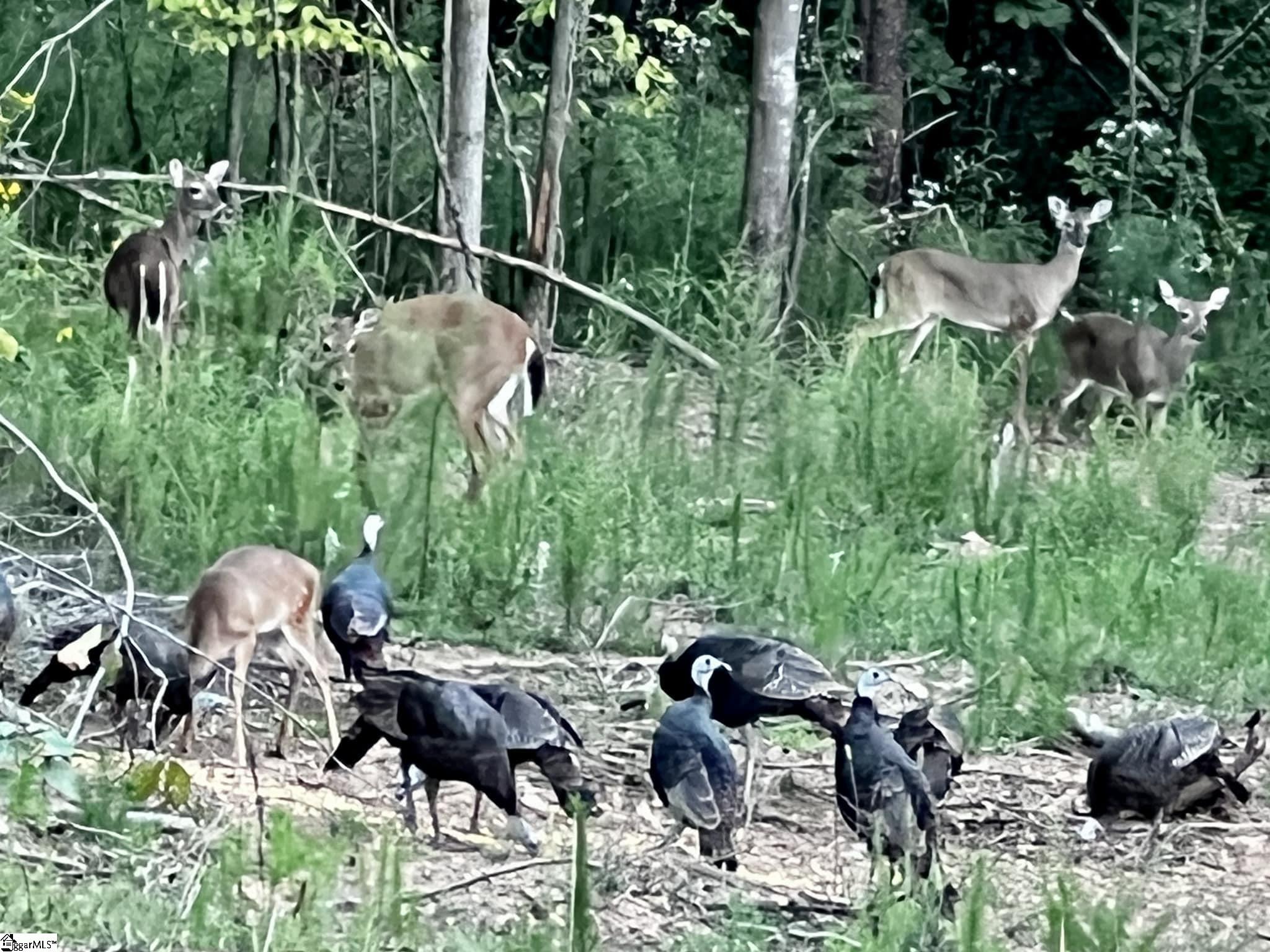 302 B Pistol Club Road Easley, SC 29640 - Photo 9 of 12