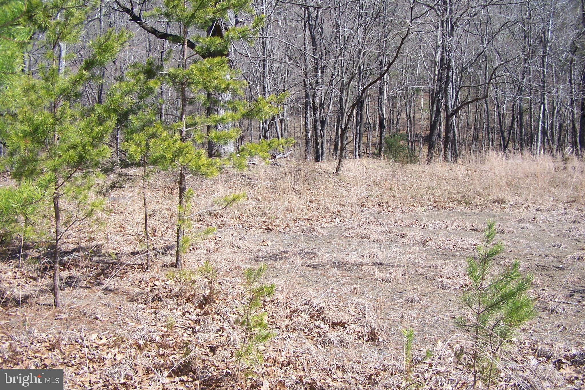 0 Luther Michael Road Berkeley Springs, WV 25411 - Photo 6 of 8