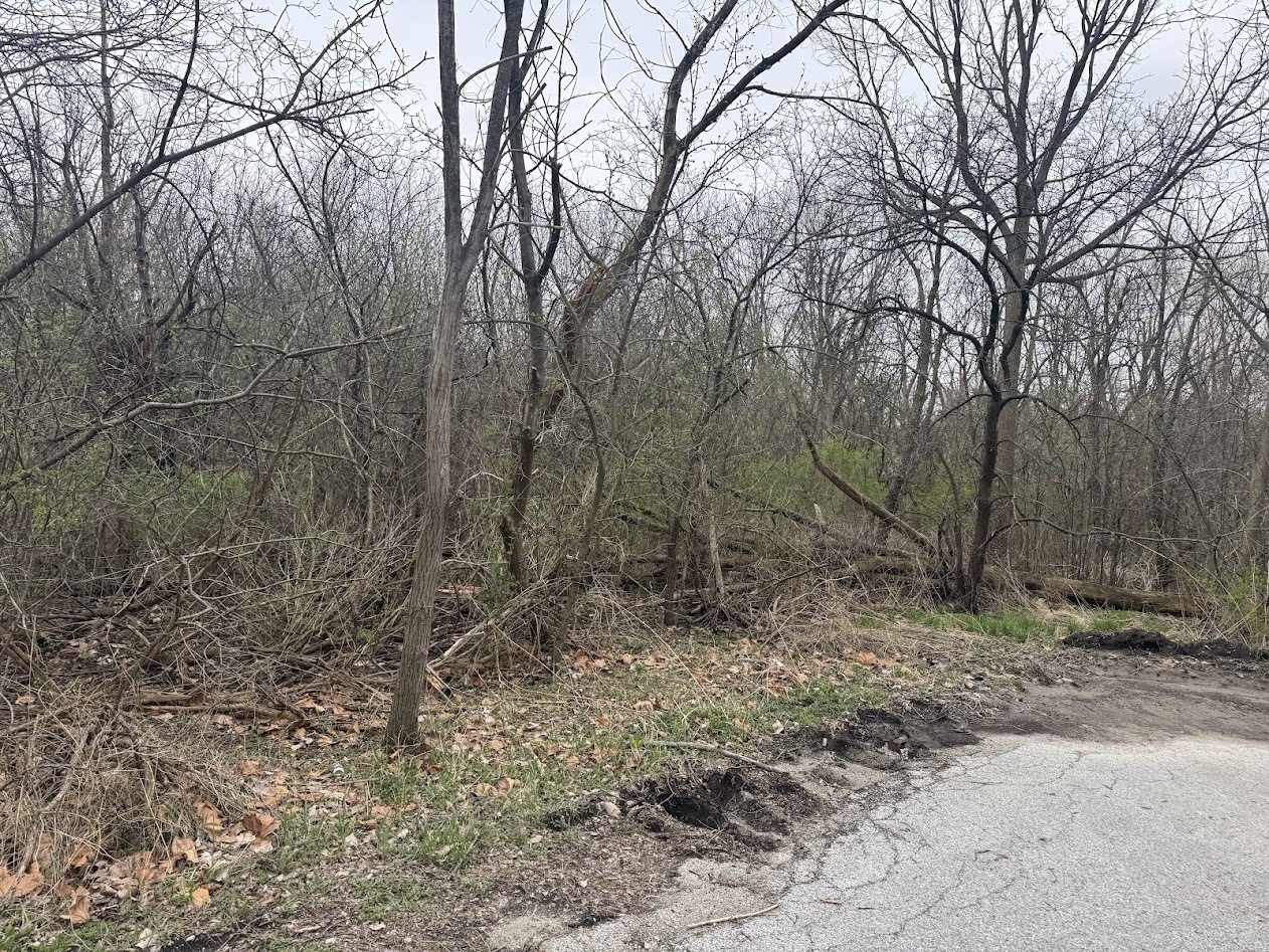 a view of forest