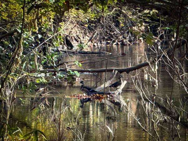 $1,124,550 | 0 Mill Creek, Bethune, SC 29009