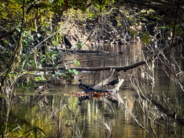 $1,124,550 | 0 Mill Creek, Bethune, SC 29009