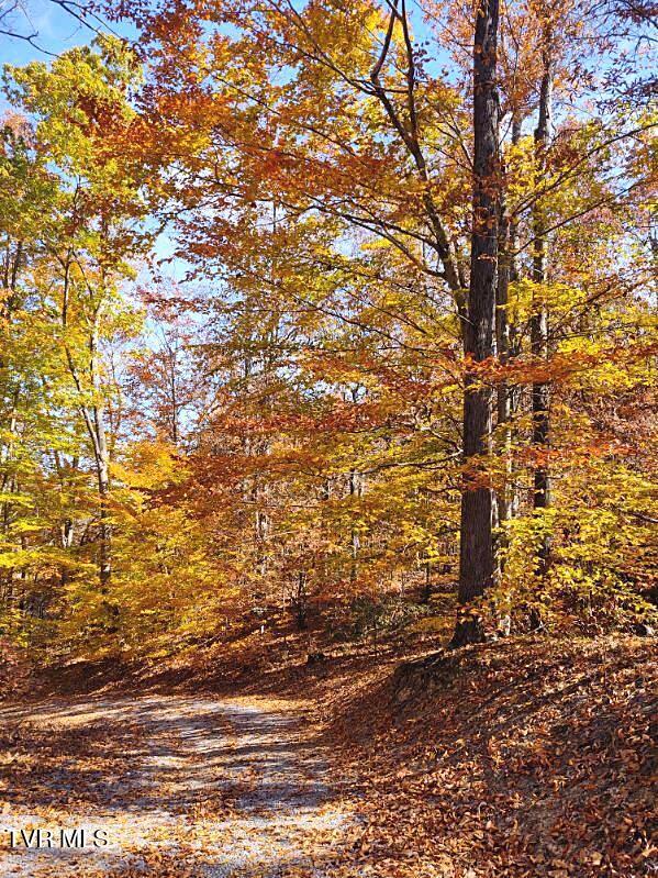 500 Urbana Road Limestone, TN 37681 - Photo 89 of 94 Autumn Down the Driveway
