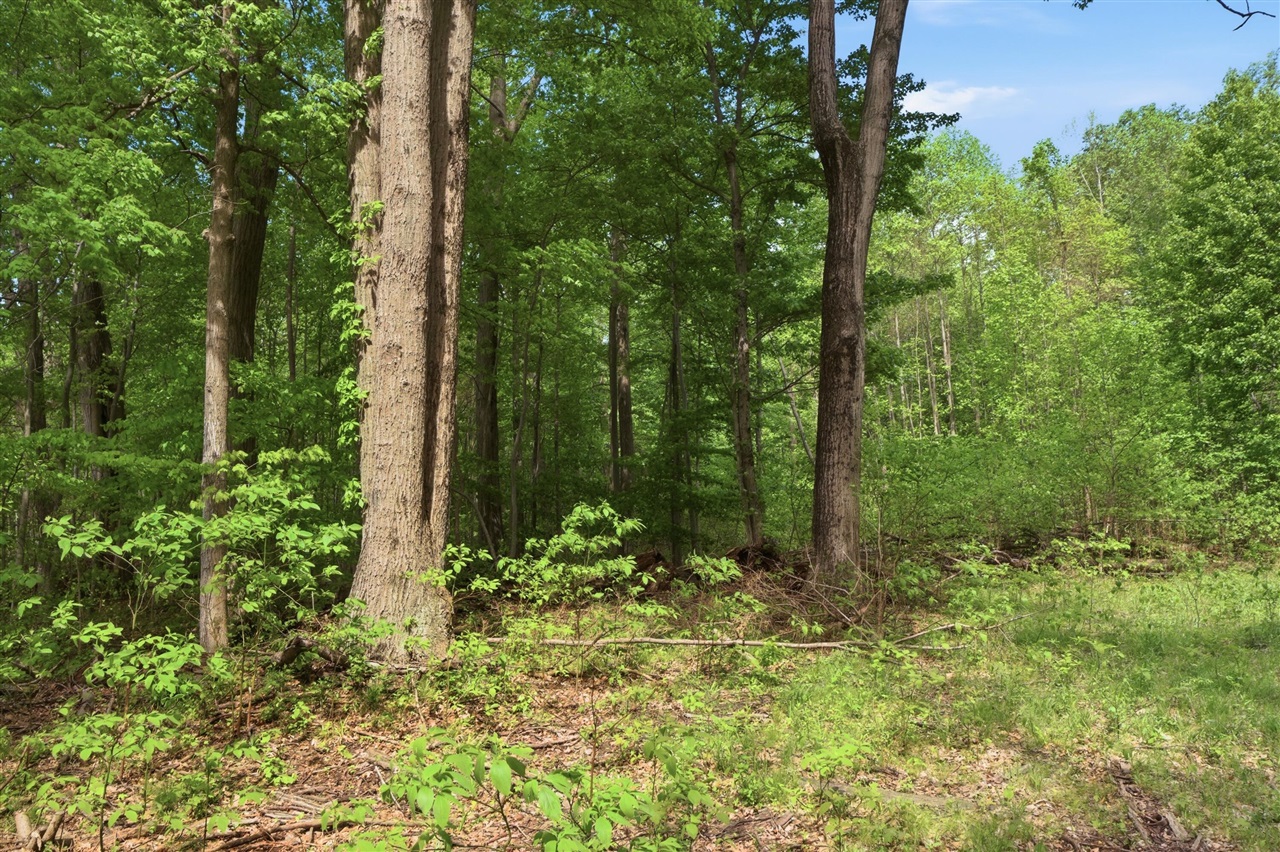 0 Red Arrow Highway Lakeside, MI 49128 - Photo 6 of 25