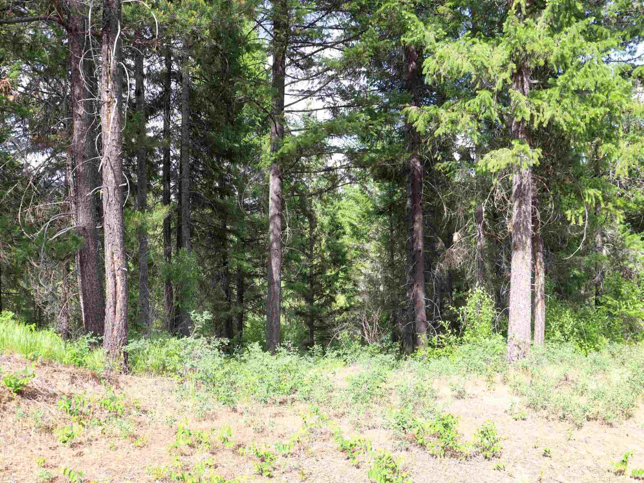 5159 Goah Way Springdale, WA 99173 - Photo 2 of 11