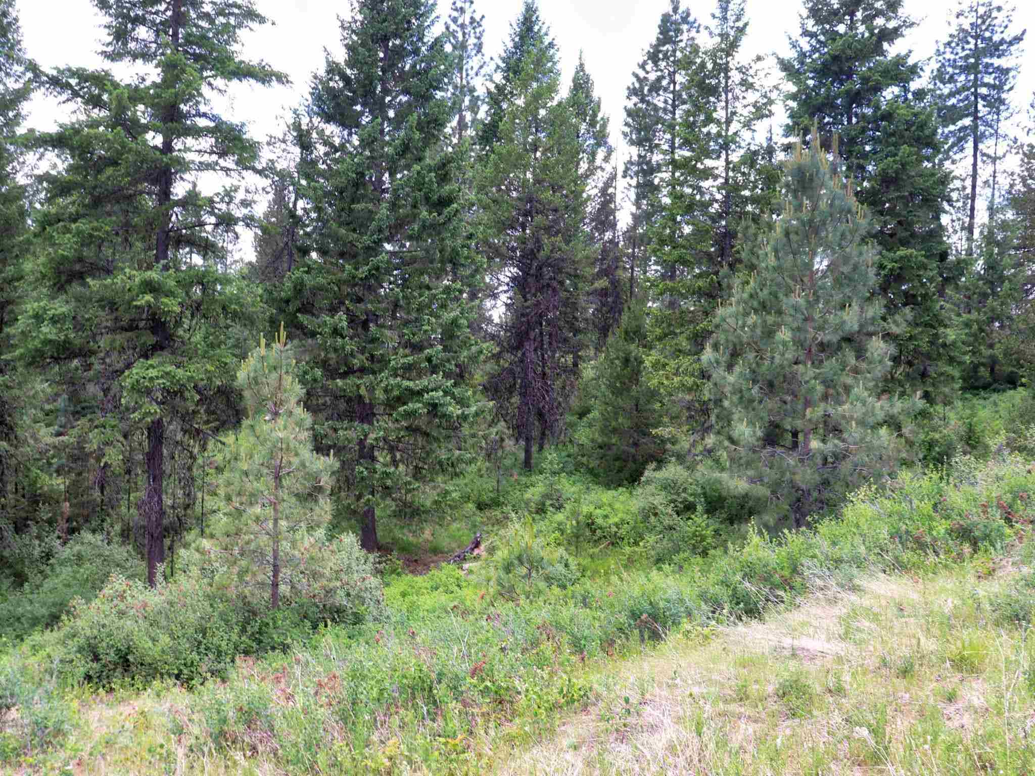 5159 Goah Way Springdale, WA 99173 - Photo 6 of 11