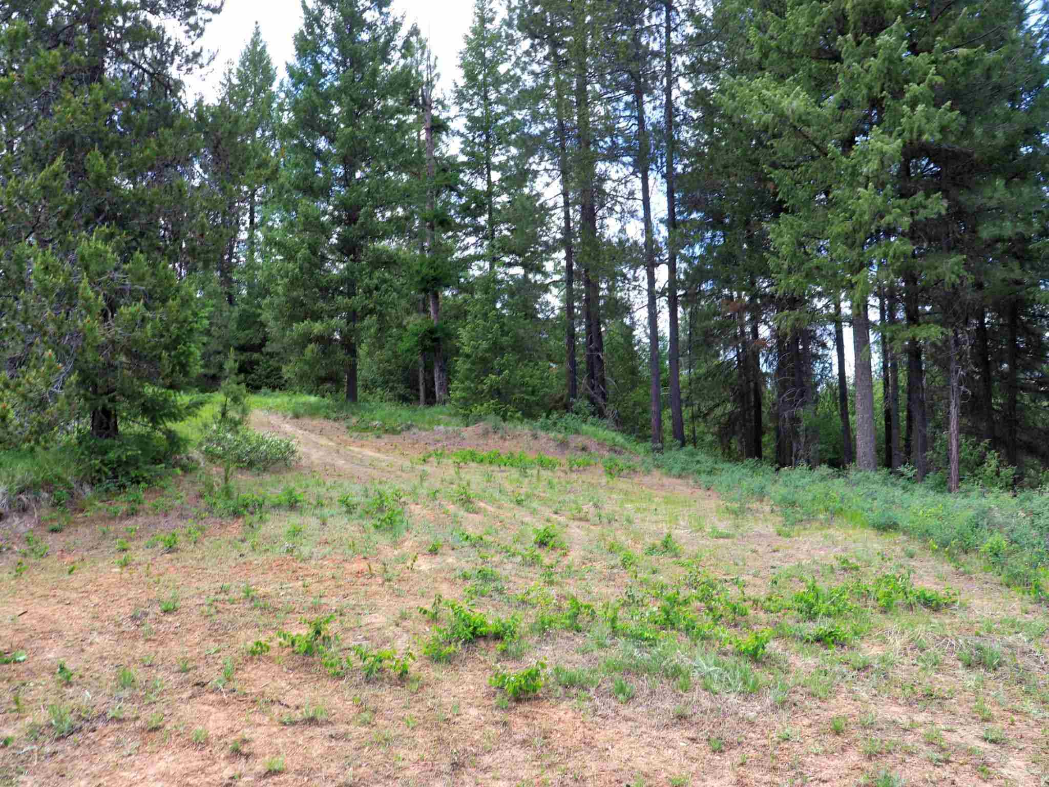 5159 Goah Way Springdale, WA 99173 - Photo 7 of 11