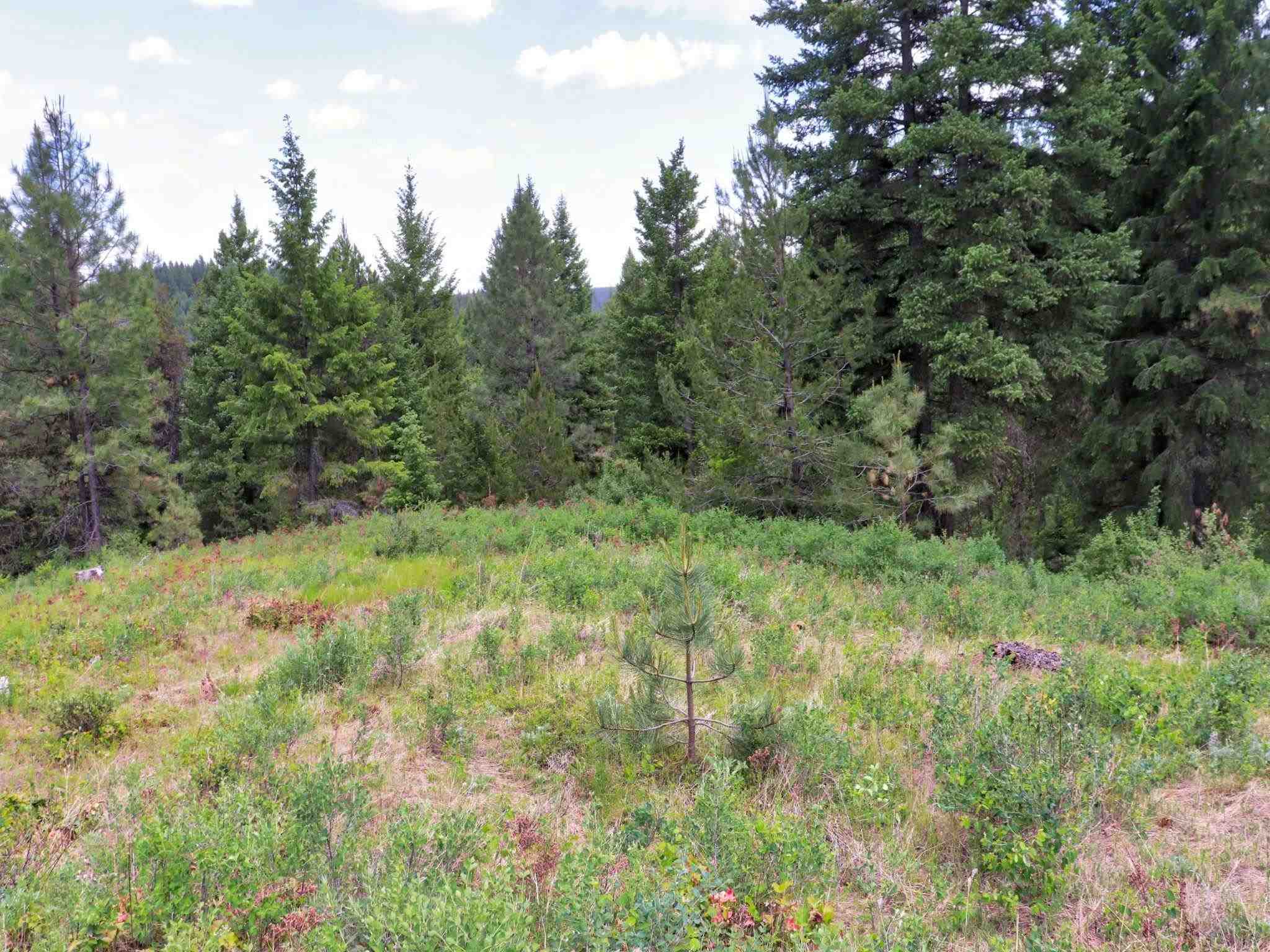 5159 Goah Way Springdale, WA 99173 - Photo 8 of 11