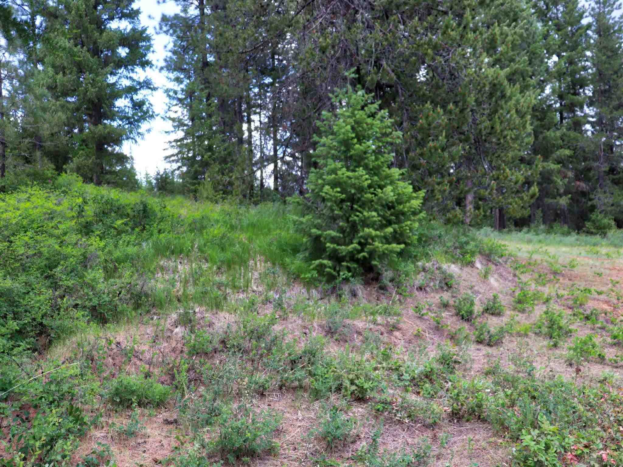5159 Goah Way Springdale, WA 99173 - Photo 10 of 11