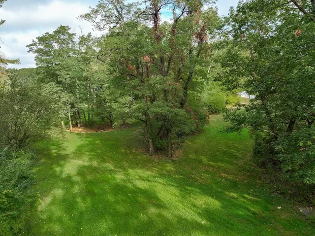 a lush green forest with lots of trees