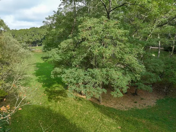 a view of a forest with a street
