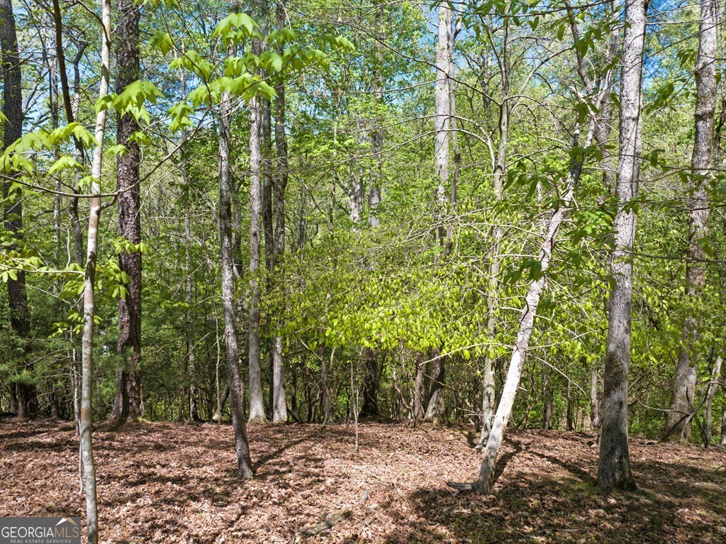 Lot 560 Chattle Way Ellijay, GA 30540 - Photo 11 of 26 a view of a forest filled with trees