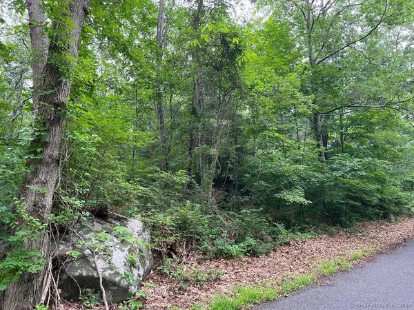 a view of a forest with lots of trees