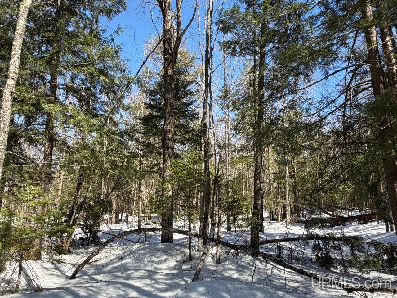 40-acres Dukes Road Skandia, MI 49885 - Photo 7 of 24