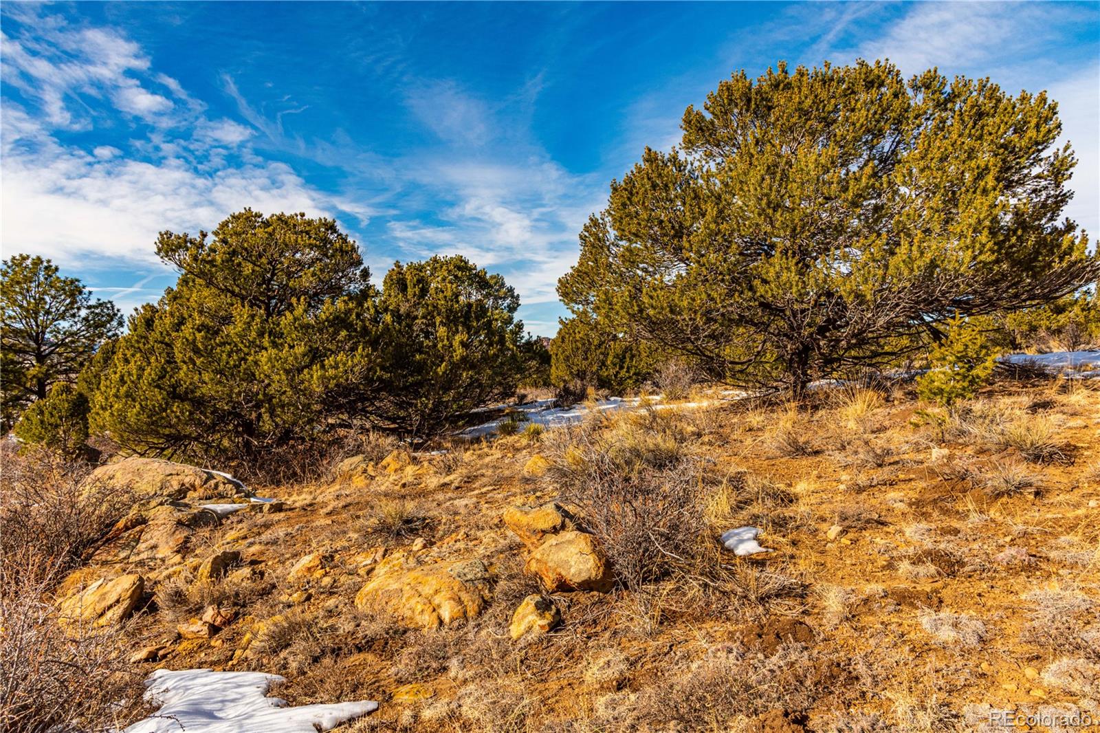 740 Dilley Road Westcliffe, CO 81252 - Photo 16 of 35 a view of a yard with plants and tree
