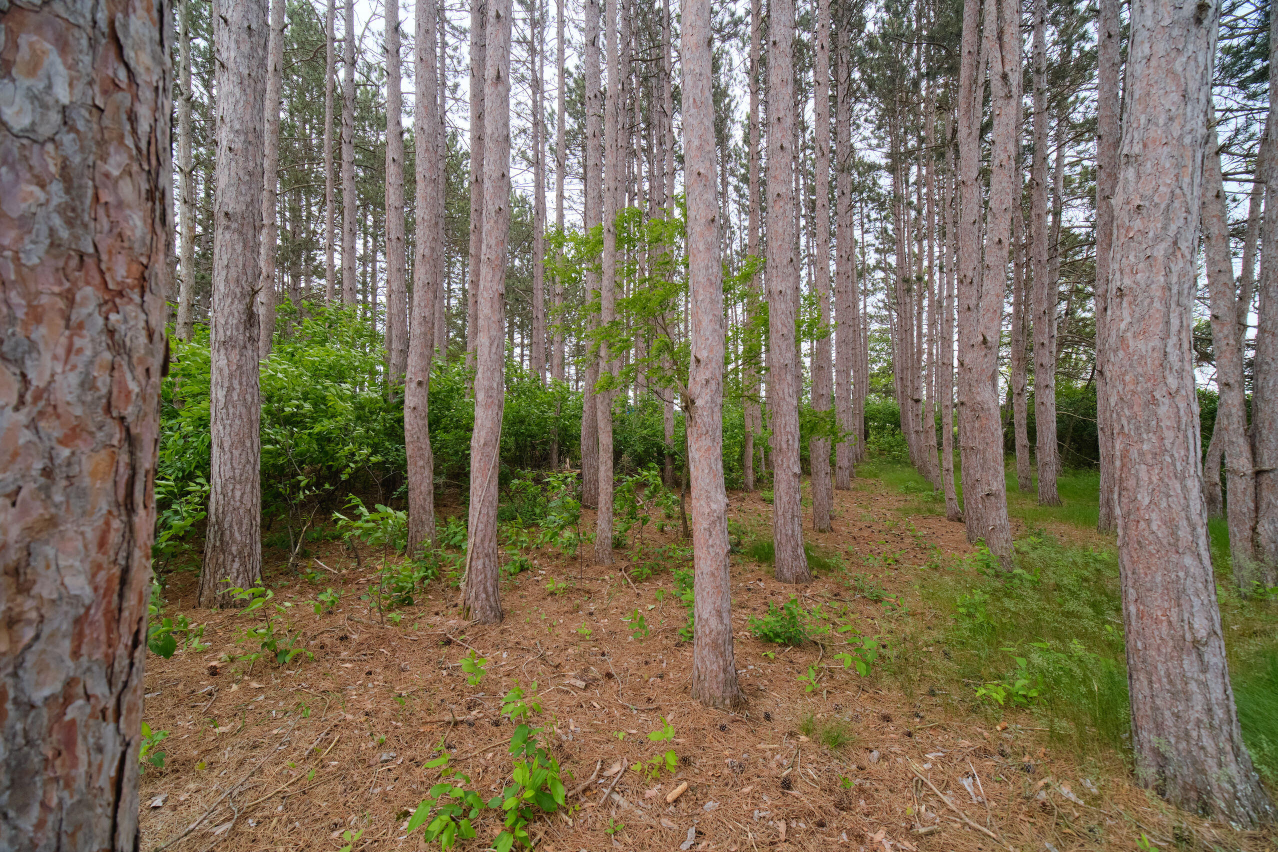 3750 River Road Manistee, MI 49660 - Photo 5 of 60 Pine forest between home and road