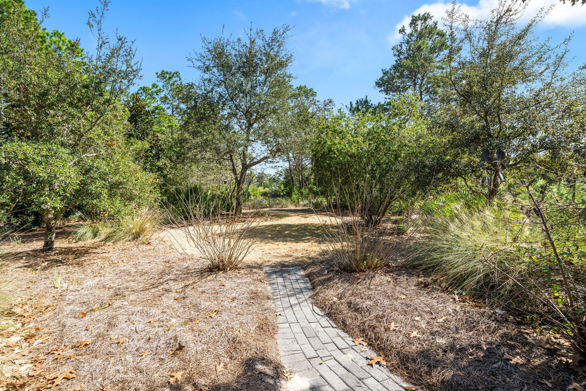 237 Splash Drive Inlet Beach, FL 32461 - Photo 42 of 50 a view of backyard of a house