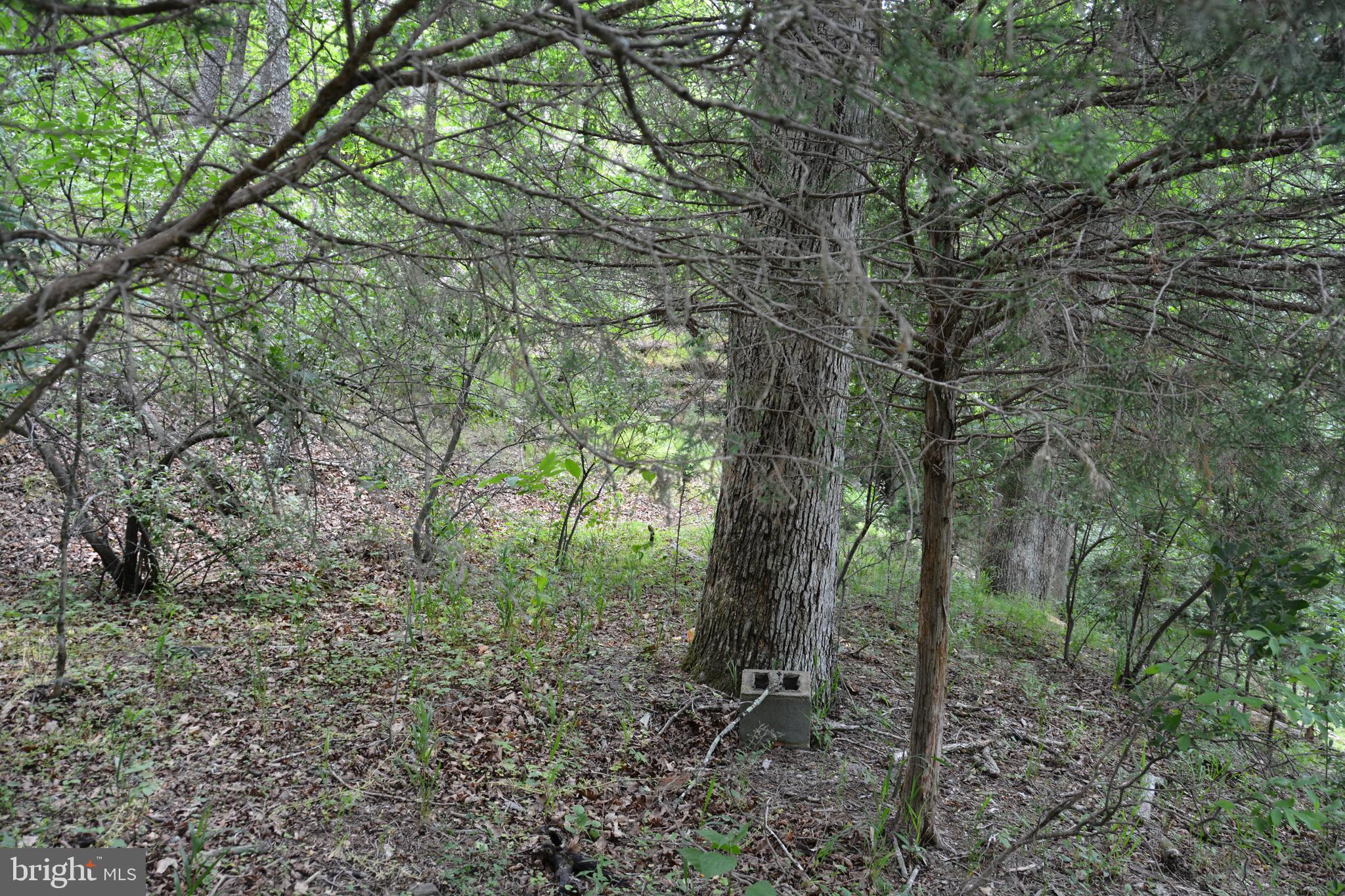 Two Lots On Siler Road Winchester, VA 22603 - Photo 29 of 38 a view of a forest