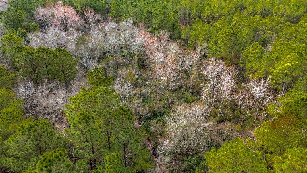 9060 State Rd S-26-266 Nichols, SC 29581 - Photo 14 of 18