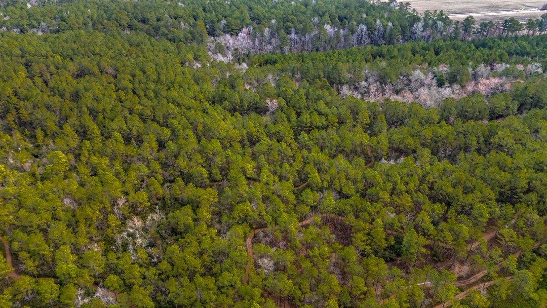 9060 State Rd S-26-266 Nichols, SC 29581 - Photo 8 of 18