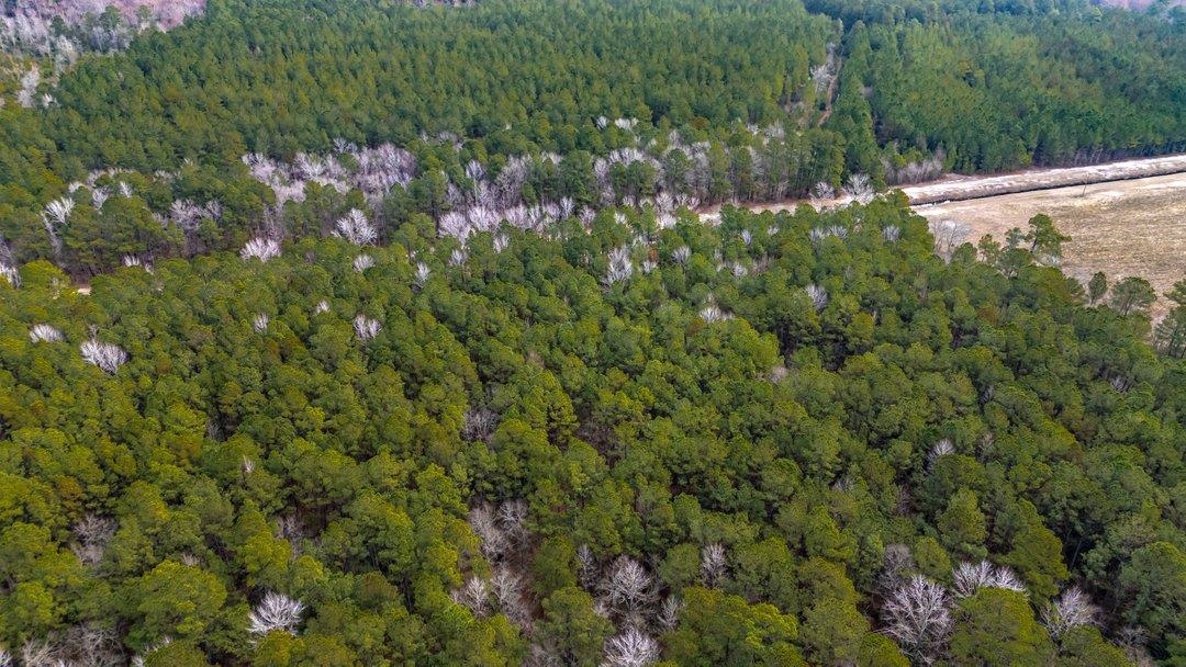 9060 State Rd S-26-266 Nichols, SC 29581 - Photo 10 of 18