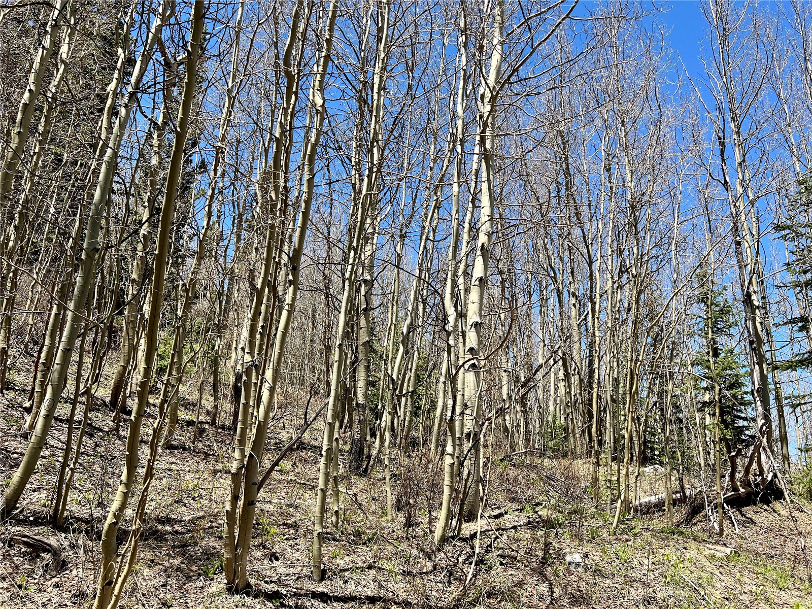 529 Roberts Road Alma, CO 80420 - Photo 12 of 16 Gallery Image 12