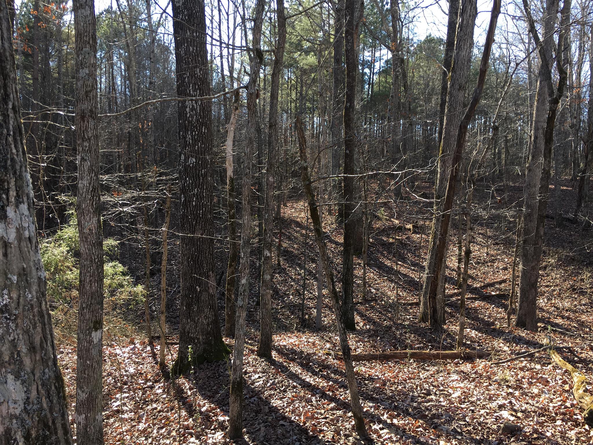 435 South Ore Road Westpoint, TN 38486 - Photo 11 of 14 a view of a forest with a tree
