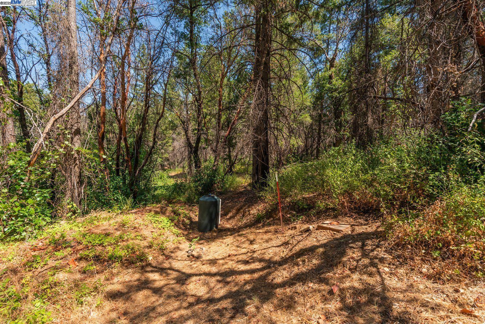 181 Price Creek Road Big Bar, CA 96010 - Photo 37 of 49 a view of a tree in the middle of a yard