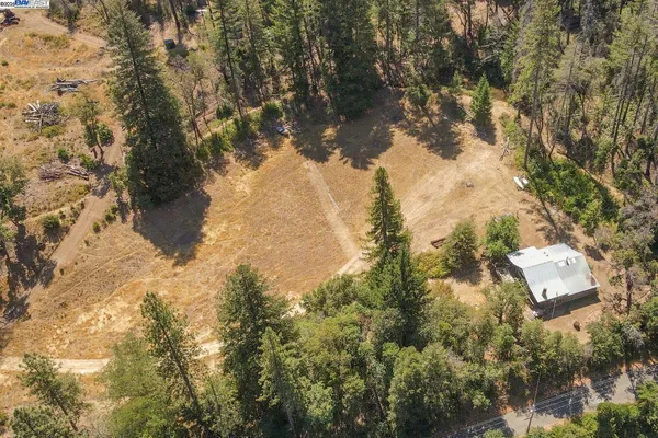 a view of a forest with a tree