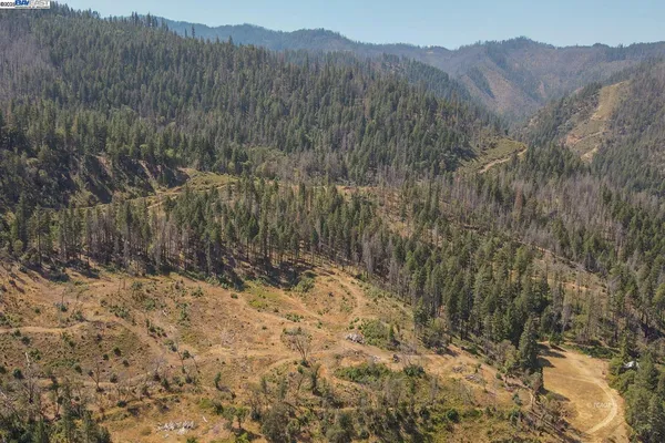 a view of a yard with plants and a trees