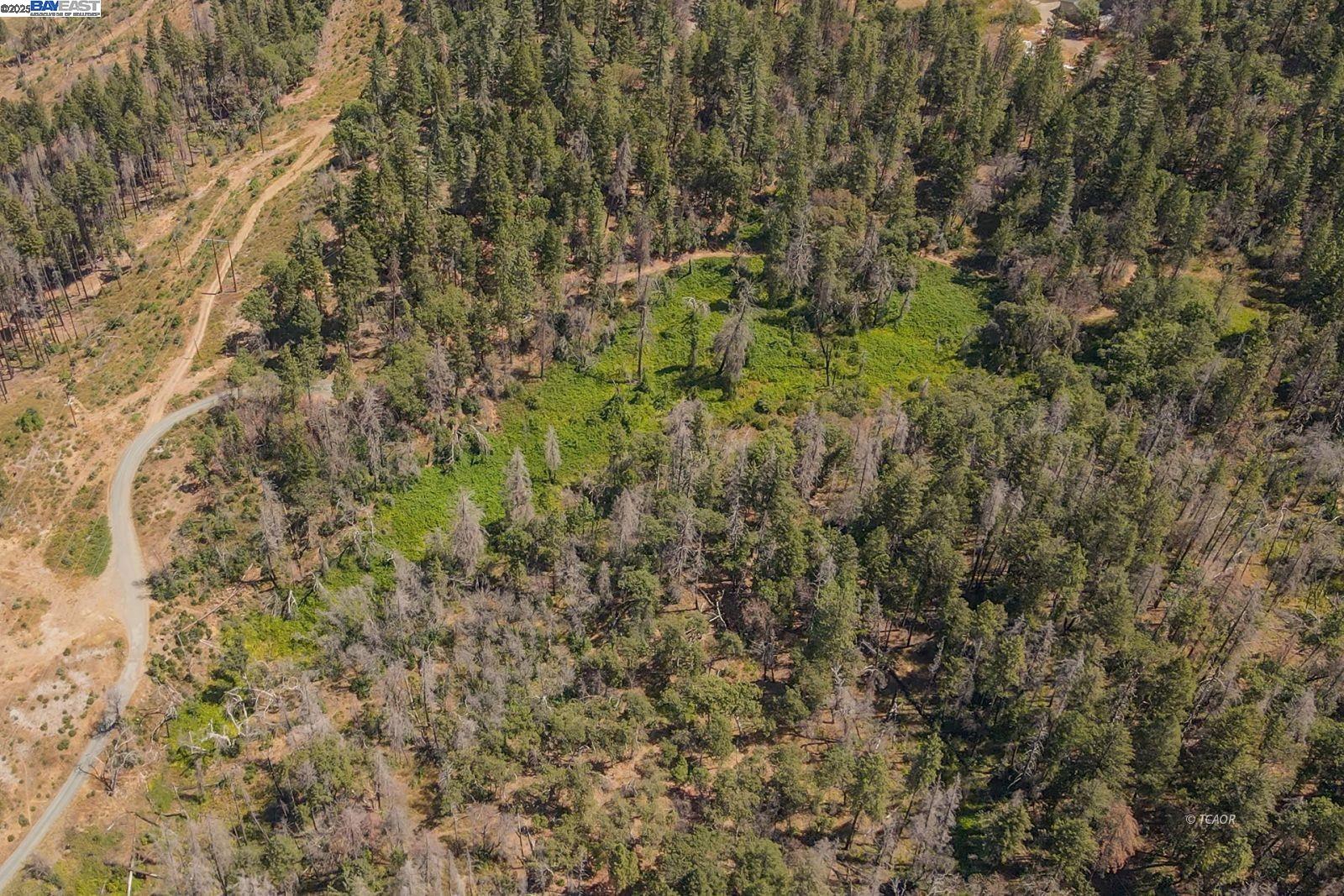 181 Price Creek Road Big Bar, CA 96010 - Photo 45 of 49 a close up of a plant