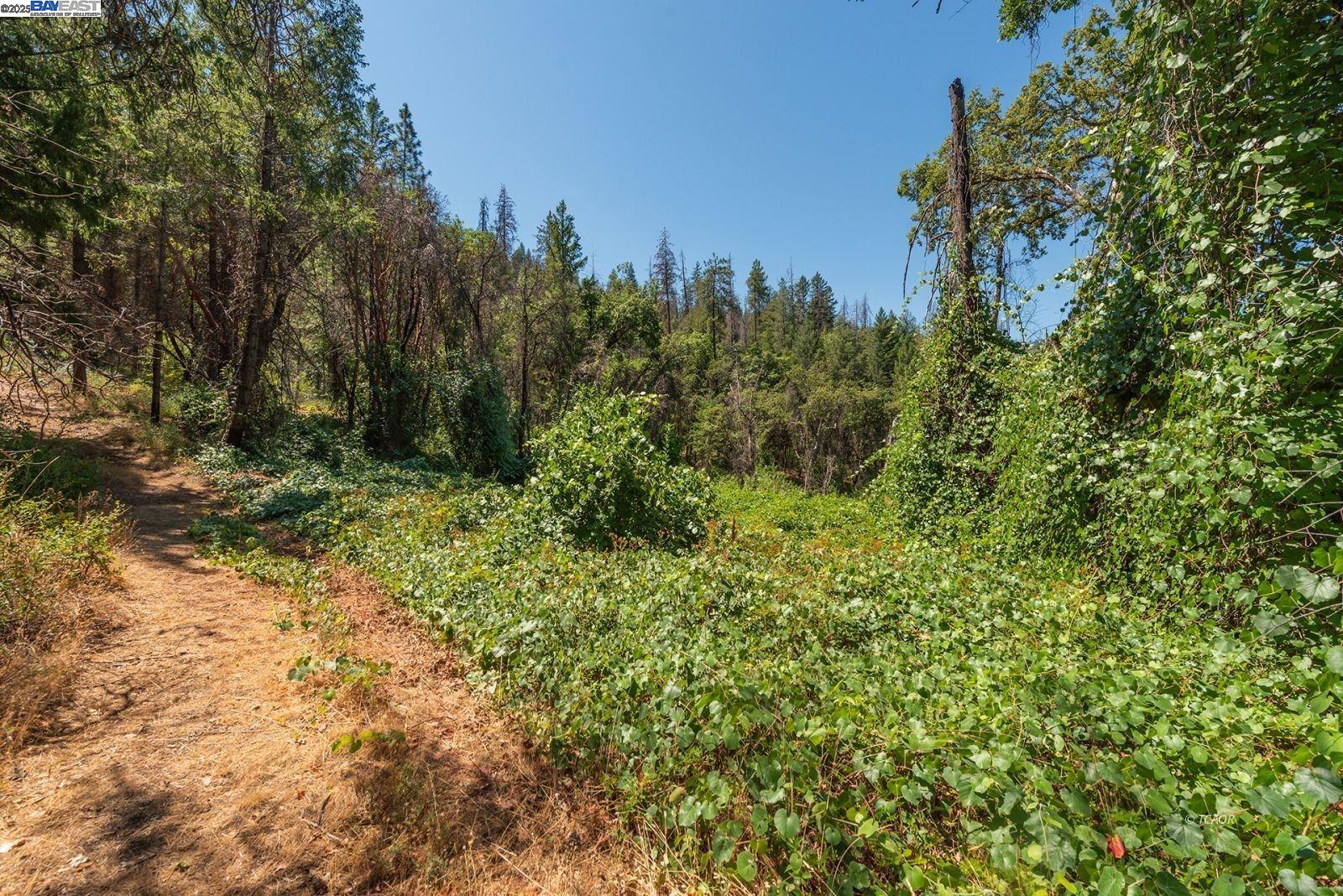 181 Price Creek Road Big Bar, CA 96010 - Photo 49 of 49 a view of a yard with plants and a trees