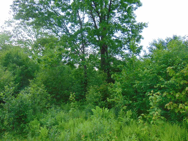 $75,000 | 0 Walker Pit Road, Lunenburg, VT 05906