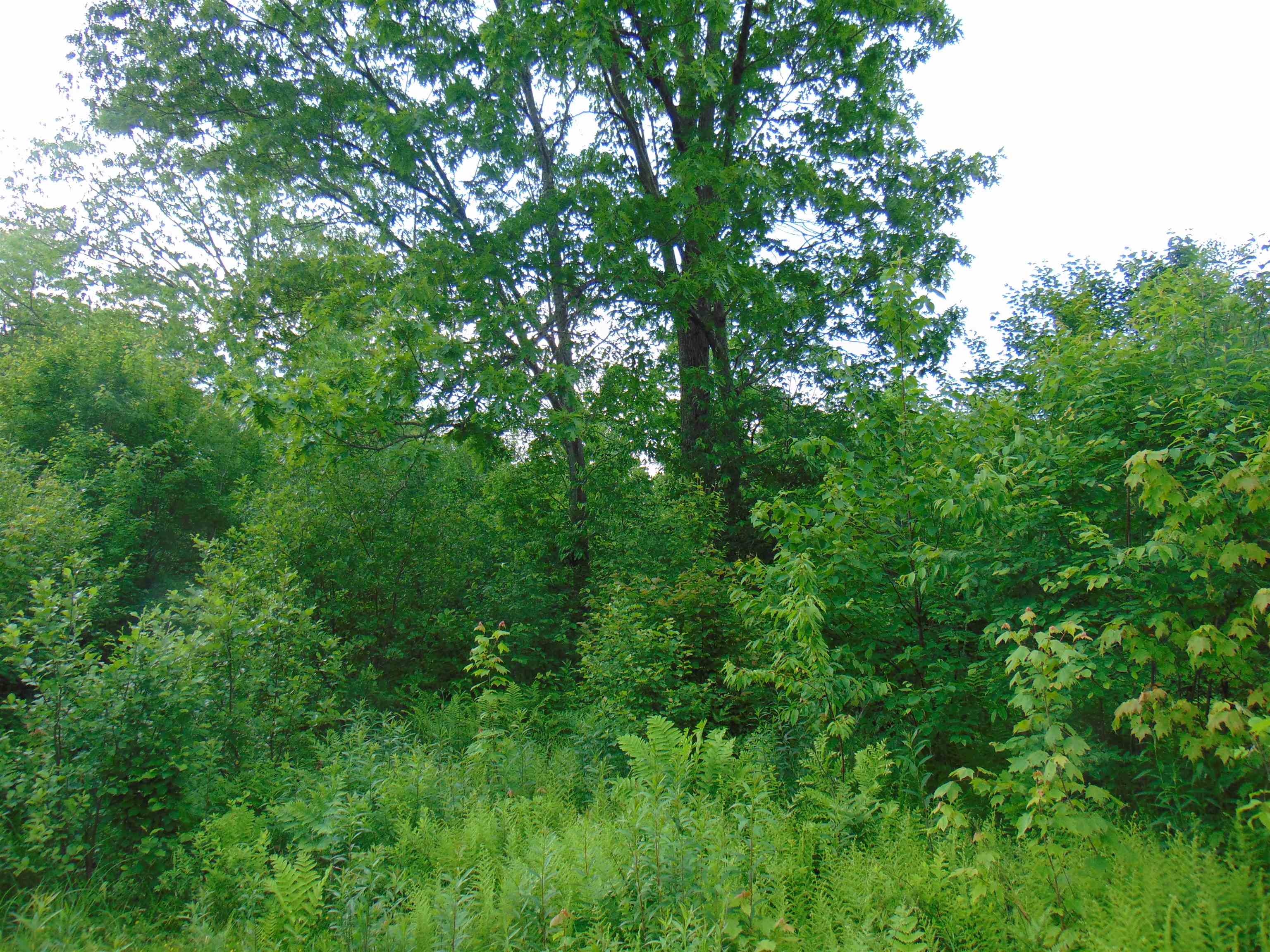0 Walker Pit Road Lunenburg, VT 05906 - Photo 11 of 24