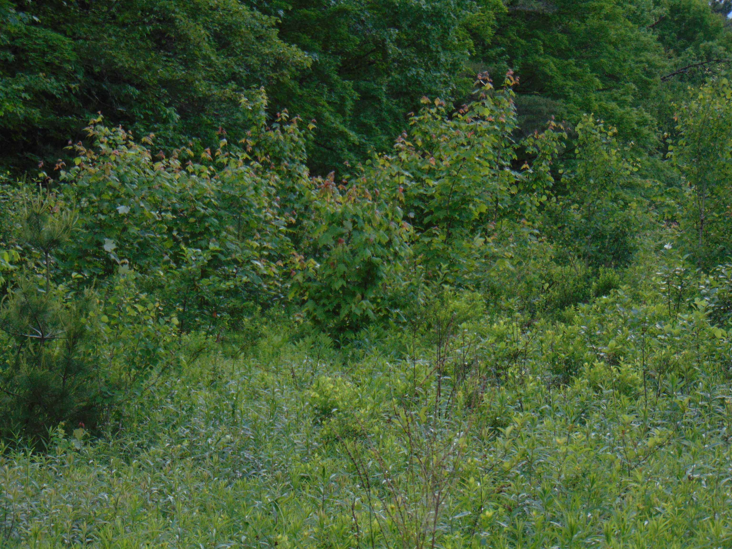 0 Walker Pit Road Lunenburg, VT 05906 - Photo 13 of 24