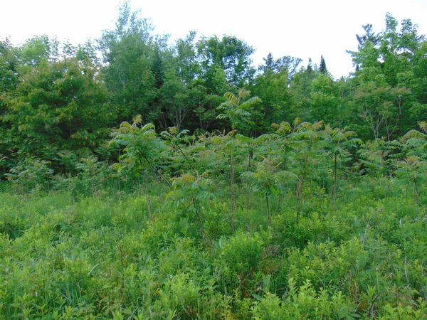 $75,000 | 0 Walker Pit Road, Lunenburg, VT 05906