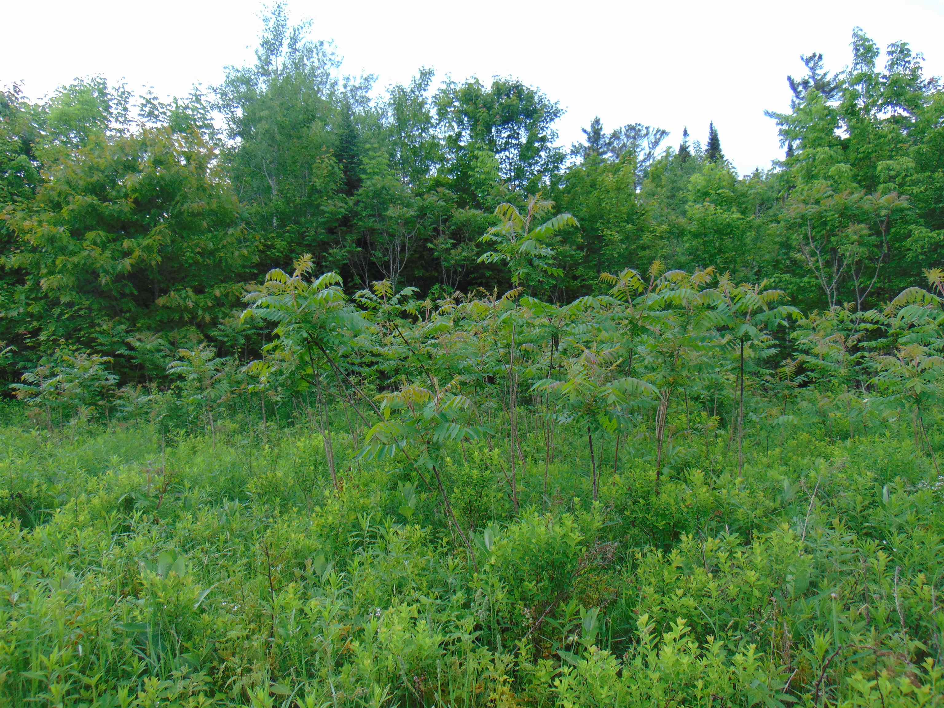 0 Walker Pit Road Lunenburg, VT 05906 - Photo 19 of 24