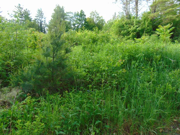 $75,000 | 0 Walker Pit Road, Lunenburg, VT 05906