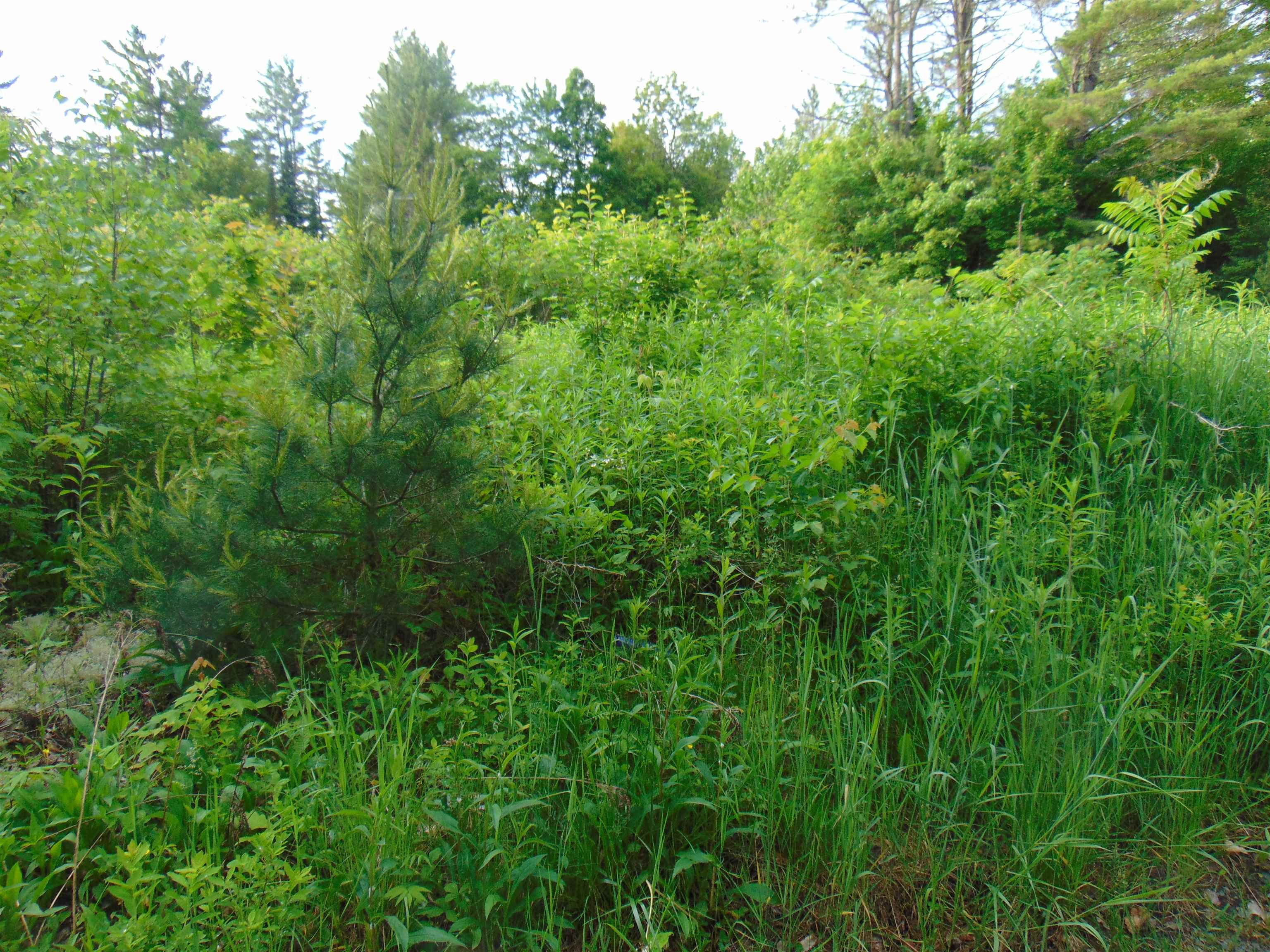 0 Walker Pit Road Lunenburg, VT 05906 - Photo 2 of 24